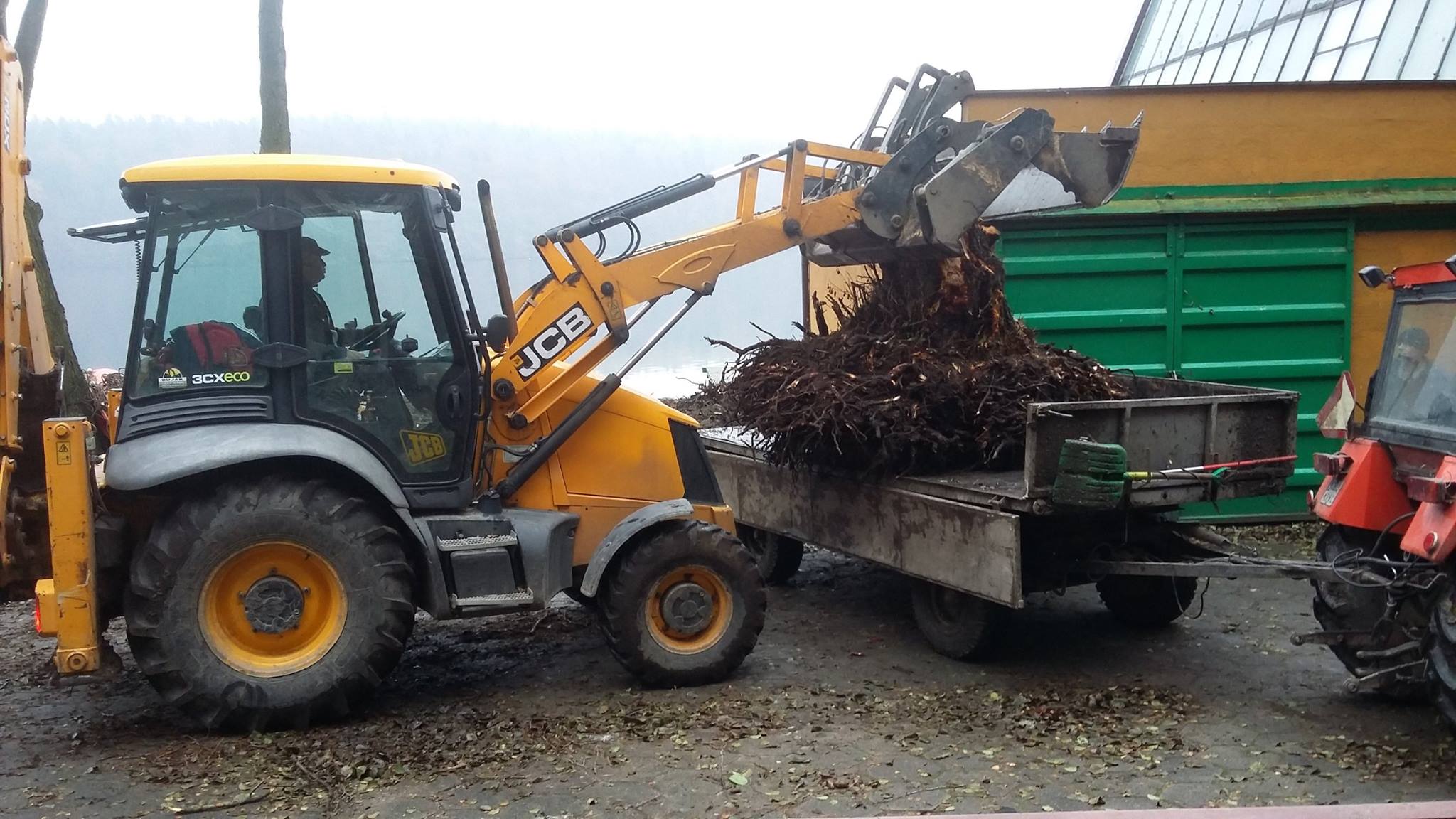 wycinka drzew na przystani