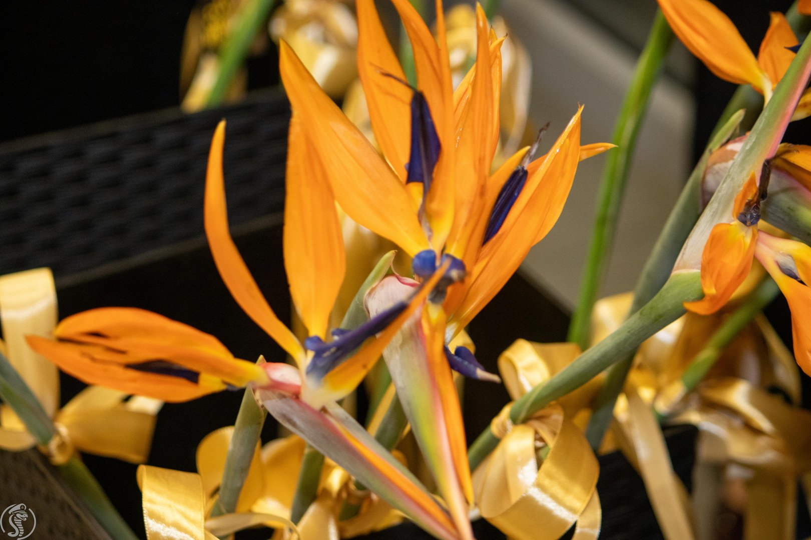 Wernisaż Gerarda Tredera